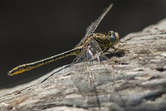 Gomphus Pulchellus, Western Clubtail, Western Wedge Maiden, Anisoptera, Damselflies, Dragonflies, Extremadura, Insects, Dragonflies, Odonata, Spain