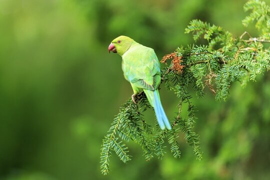 A green collared parakeet resting on a conifer against a soft, bright green background, collared parakeet (Psittacula krameri), wildlife, Germany