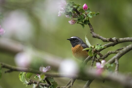 Garden redtail, fruit tree blossom, Phoenicurus phoenicurus, redstart, birds, spring, garden birds, passeri, songbirds, birds
