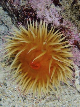 Yellow-orange sea anemone with pointed tentacles, false plum anemone (Pseudactinia varia), in the sandy seabed, False Bay dive site, Cape of Good Hope, Cape Town, South Africa