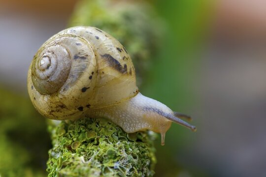 Bush snail, fruticicola fruticum, labelled shrub snail, gastropod, mollusca, snails, molluscs