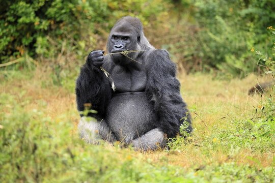 Western gorilla (Gorilla gorilla), adult, male, silverback, sitting on the ground, eating