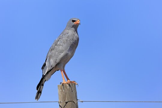 Silver-singing hawk (Melierax canorus), Great Singing Hawk, adult, perched, alert, Little Karoo, Western Cape, South Africa