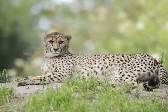Cheetah (Acinonyx jubatus), captive, occurring in Africa