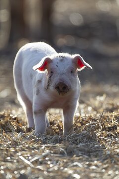 Domestic pig (Sus scrofa domesticus) juvenile baby piglet farm animal in a field in summer, England, United Kingdom