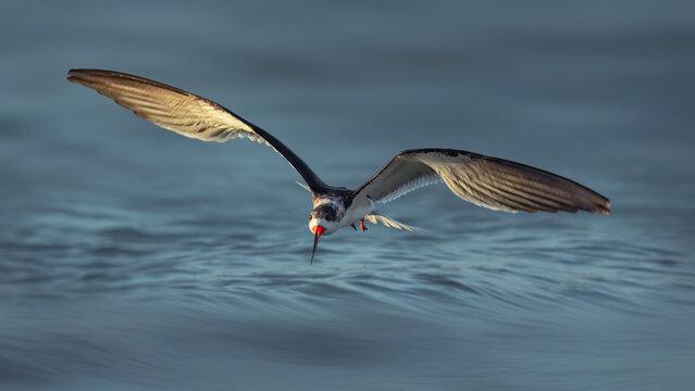 beautiful black skimmer with morning light