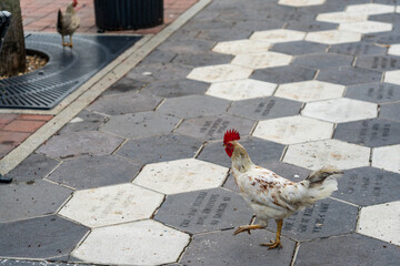 Rooster walking on hexagonal memorial paver sidewalk © Robert