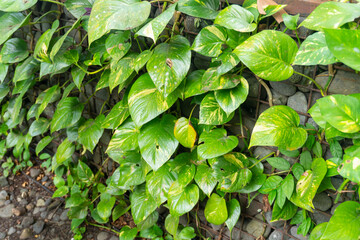 Sirih Gading (Epipremnum aureum), also known as pothos/devil's ivy, is a popular vines ornamental plant recognized for its distinctive, green and yellow leaf and its utility as an air purifier. © Rizky Rahmat Hidayat