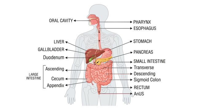 Human Digestive System Anatomy Diagram: Organs, Labels, and Body Outline