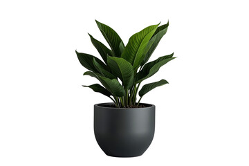 Fototapeta premium Lush green indoor plant in a black flowerpot