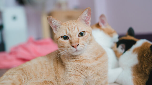 Portrait of an attentive ginger tabby cat looking at camera. Background features blurred cats grooming. Conceptualizing multi-pet household, feline behavior, and cute animal portrait.