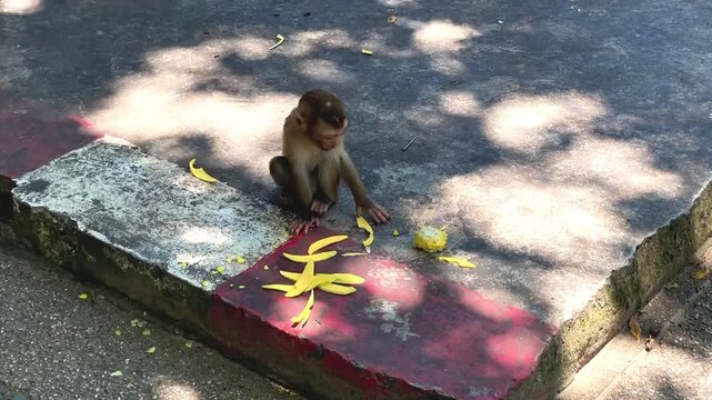 A young male southern pig-tailed macaque approaches a sliced ​​mango lying on a concrete curb in a public park in Phuket, Thailand.