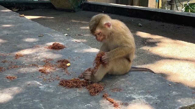 A young male southern pig-tailed macaque explores plant debris and searches for edible particles on a concrete platform at a public park in Phuket, Thailand.