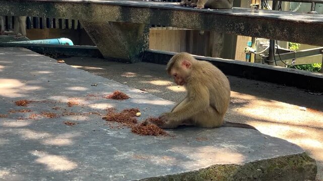 A young male southern pig-tailed macaque browses through plant debris in search of food at a public park in Phuket, Thailand.