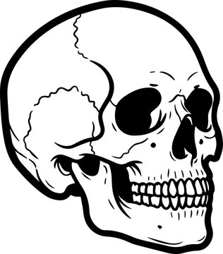 Side profile skull PNG with detailed teeth, jaw, eye socket and realistic hand drawn bone structure isolated on transparent background