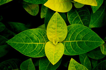 Pattern of leaves or green plants with close-up distance for natural background and wallpaper concept © Sirapob