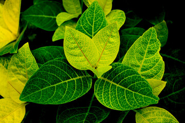 Pattern of leaves or green plants with close-up distance for natural background and wallpaper concept © Sirapob