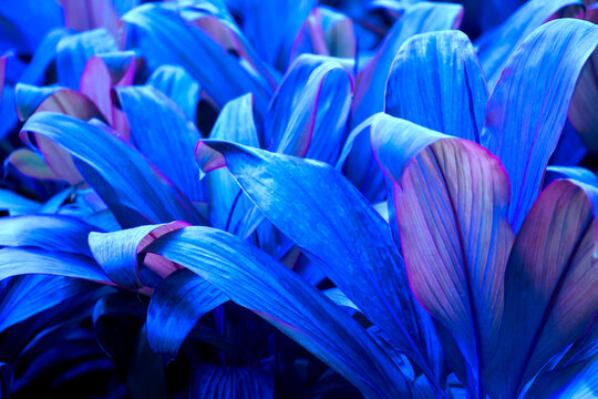 Natural dark green leaves Beautiful multi-pointed leaves arranged in an orderly manner. natural background for wallpaper.