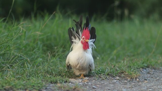 A small white bantam rooster with a bright red comb stands alert on a rural garden path, looking directly forward.
