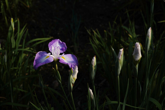 Japanese Iris　花菖蒲