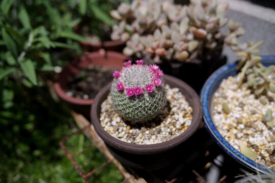 小さな花の咲いた鉢植えのサボテン