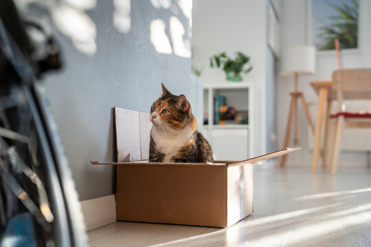Calico cat sits inside cardboard box and watches patch of reflected sunlight on wall. Curious kitty receives visual stimulation during an otherwise quiet indoor routine at home. Pet life at home