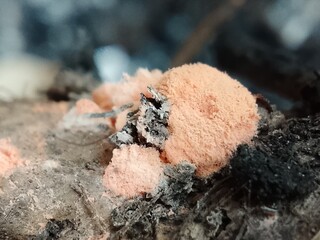 Macro Close Up of Peach Pink Slime Mold Growing on Burnt Charcoal Wood   Extreme macro detail of peach pink fuzzy slime mold or fungus growing on burnt charcoal and black charred wood surface. © Jack