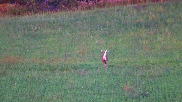 Whitetail buck turning with raised tail in green field