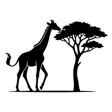 Giraffe and Acacia Tree African Safari Wildlife Silhouette