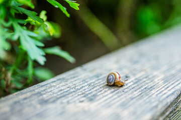 A tiny garden snail crawls on a weathered wooden plank beside green plant leaves in natural outdoor light. © tai