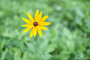 A vibrant yellow black-eyed susan flower stands out against blurred green foliage in a natural outdoor setting. © tai