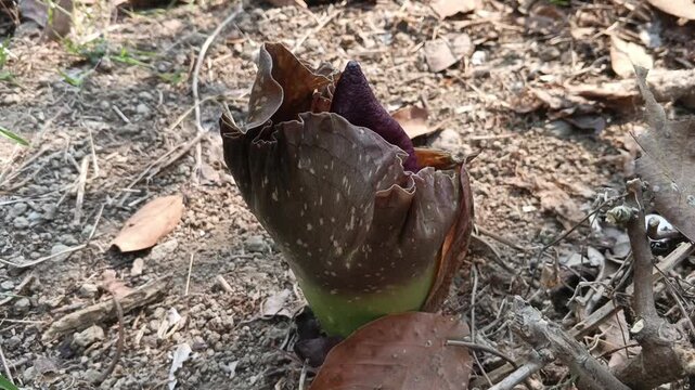 Wild Suweg Plant (Amorphophallus paeoniifolius) Growing Naturally