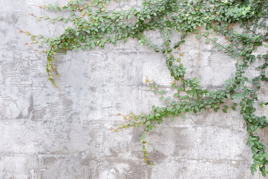 Green creeping vines small leaves growing across a weathered concrete wall, creating a natural textured rustic background and minimalist character, ideal for design, architecture, and nature concepts.