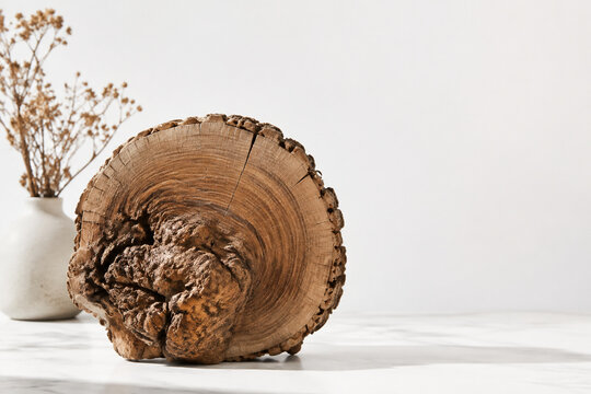 Tree trunk cross section with large burl and cracked rings, organic home decor concept