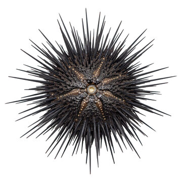 View of a dark purple sea urchin with long sharp spines and a star pattern on its central calcareous shell isolated on a transparent background