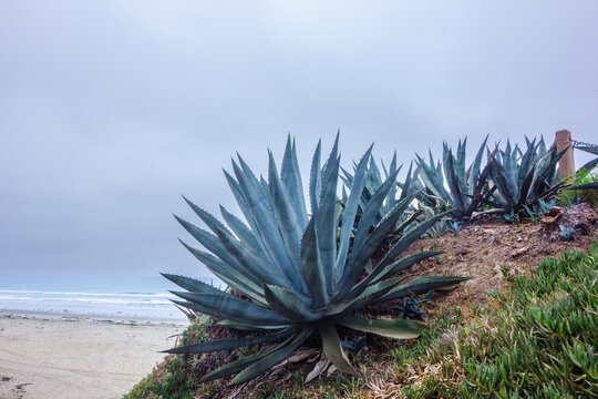 Century plant on a coastal hillside overlooking a sandy North Pacific beach and ocean under overcast morning skies, San Diego, CA