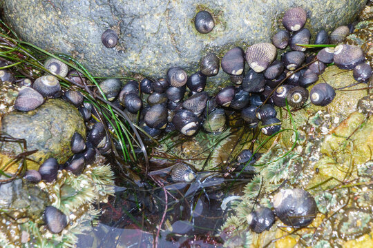 A group of black turban snails clustered together on damp rocks inside a coastal tide pool during low tide
