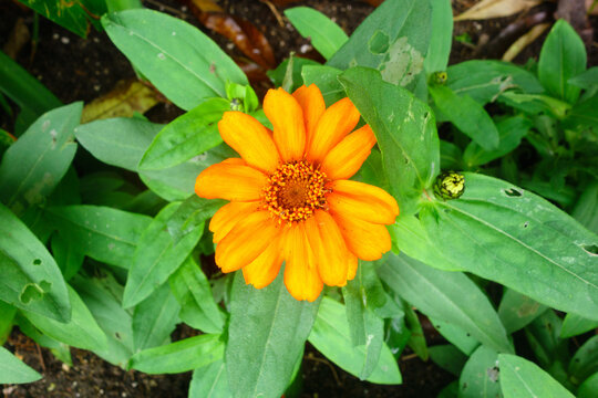 Orange zinnia flower blooming with vibrant petals in a lush garden surrounded by fresh green leaves and buds