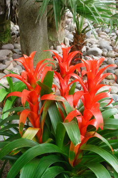 Vibrant red Guzmania lingulata bromeliad plants growing in a tropical garden setting with large stones and palm trees behind