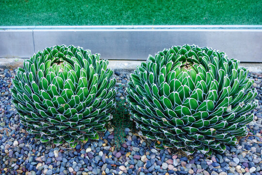 Queen Victoria agave plants showcase geometric green rosettes with striking white margins growing in a gravel landscape bed