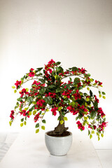 Fototapeta premium Bougainvillea plant in white pot with red flowers on display indoors