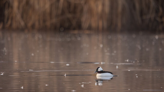 A male Bufflehead duck floats quietly on the still surface of a lake at the Hyatt Hidden Lakes Reserve in Boise Idaho USA while winter brown cattails grow along the bank in the background. 