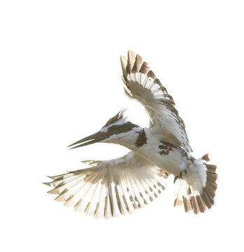 Pied Kingfisher, Ceryle rudis