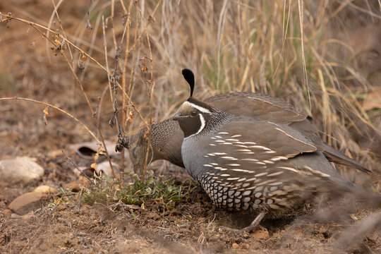 A pair of California Quail eat some green leaves growing from the base of winter killed stalks as they forage in a nature reserve in Boise Idaho USA on a cold February morning. 