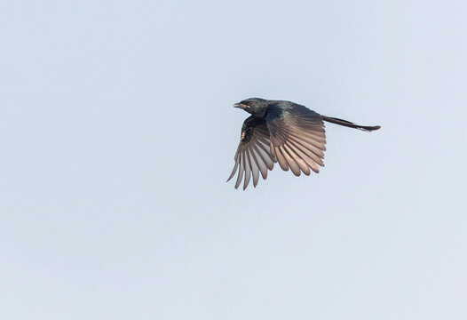 Black Drongo, Dicrurus macrocercus