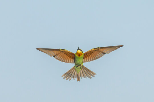 Blue-cheeked Bee-eater, Merops persicus persicus