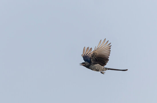 Black Drongo, Dicrurus macrocercus