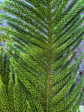 pine leaves branch closeup in outdoor garden