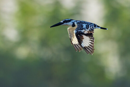 Pied Kingfisher, Ceryle rudis