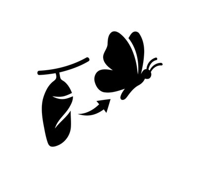 Black butterfly metamorphosis silhouette icon illustrates insect life cycle from chrysalis cocoon stage to flying adult for nature education biology use.